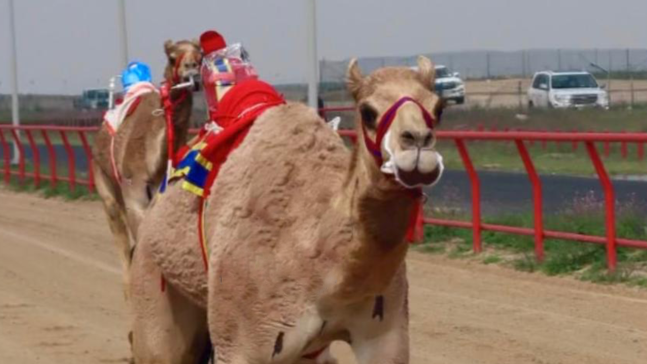 شواهين