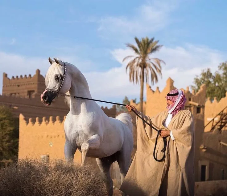 كم عدد قبيلة السهول؟