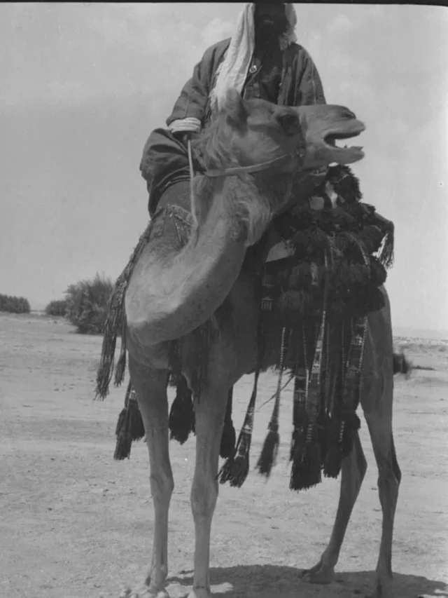 عدسة الرحالة والمستكشف روبرت تشيزمان